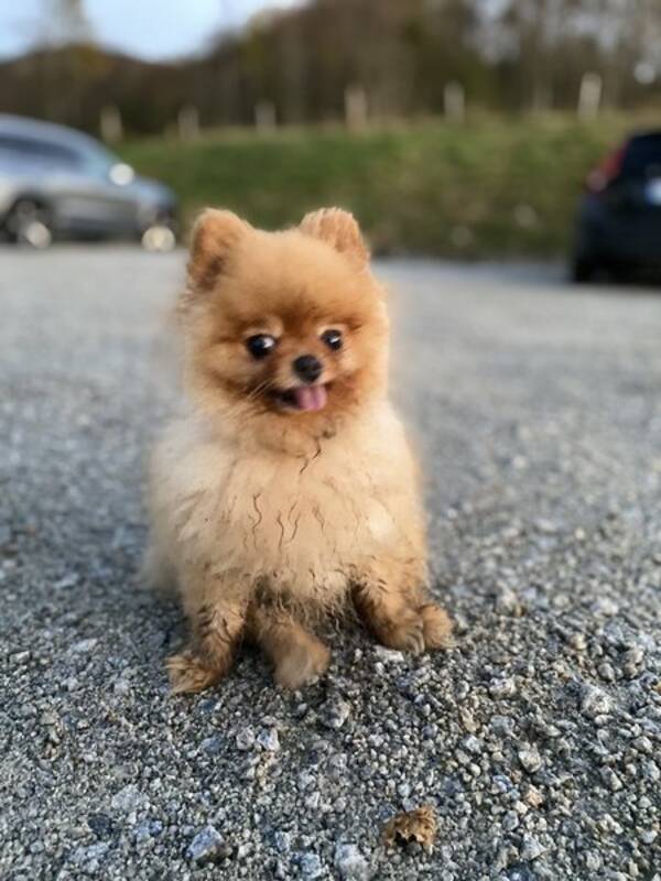 Hund - Pomeranian 