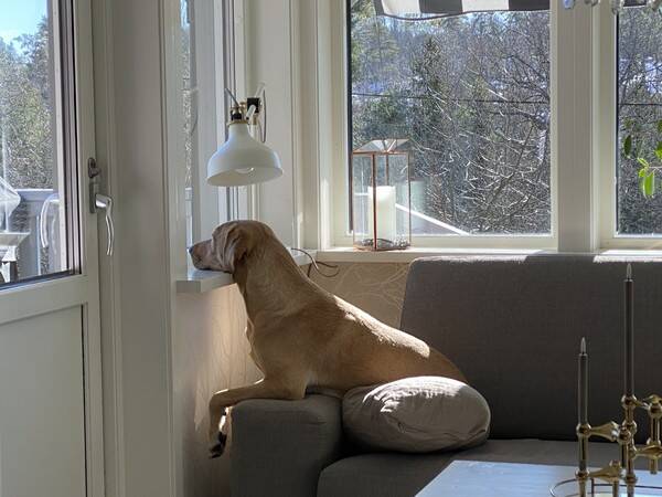 Hund