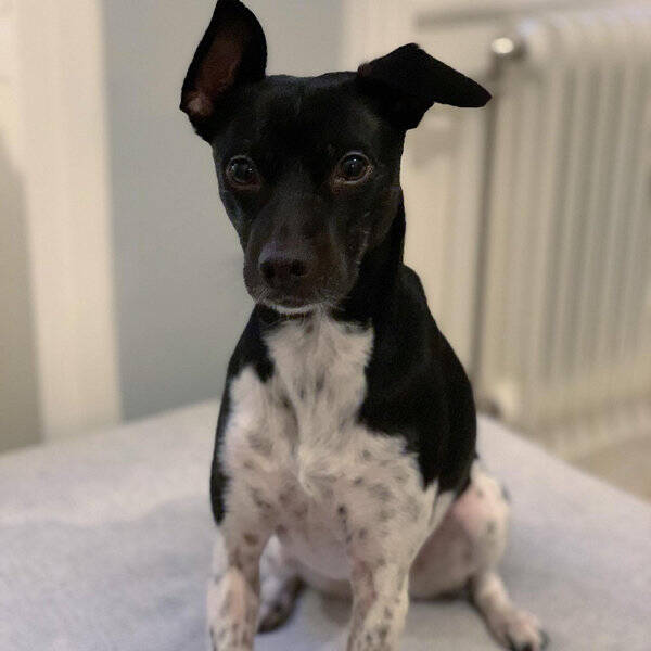 Hund - Esther