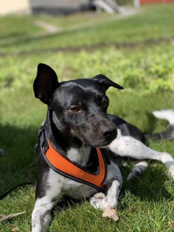 Hund - Esther