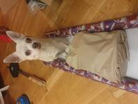 Chihuahuaen Monty. Chihuahuaen Monty.