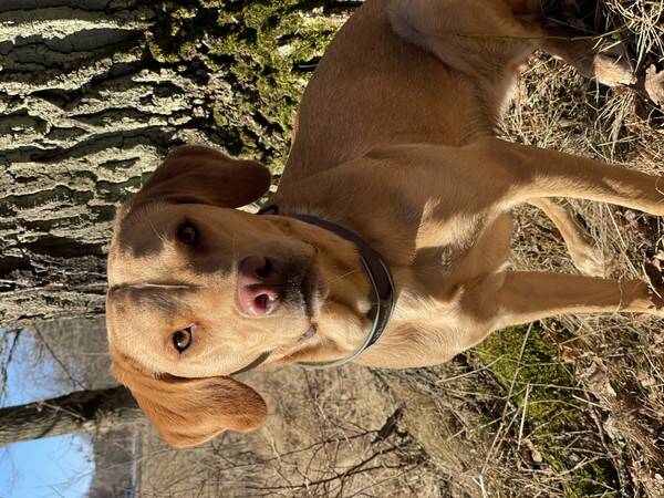 Hund - Labradoren Duffy 