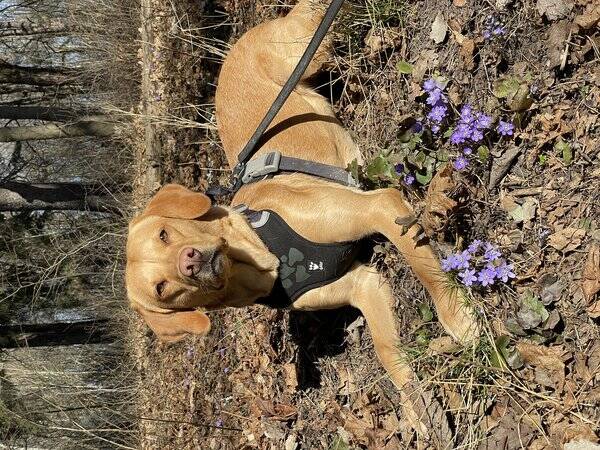 Hund - Labradoren Duffy 