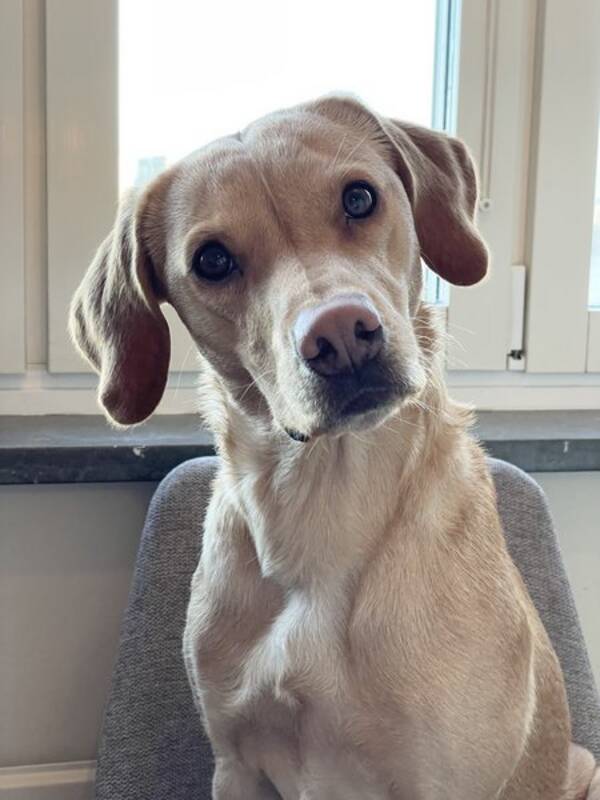 Hund - Labradoren Duffy 