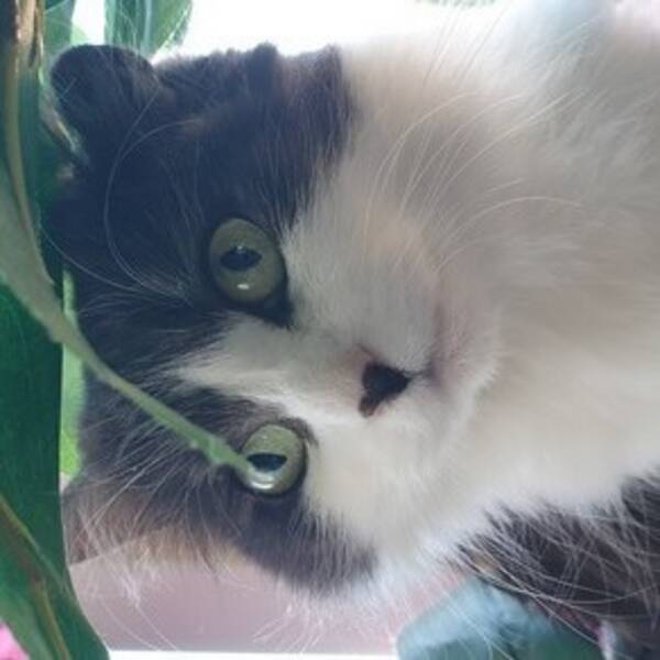 Katt - Bebizz