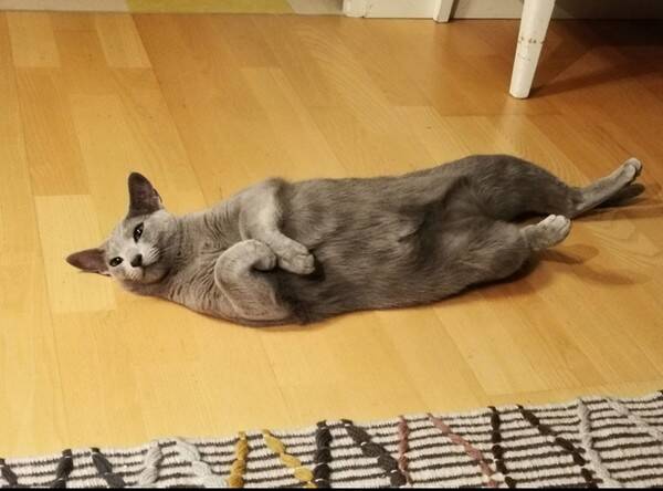 Katt - Katten Caesar