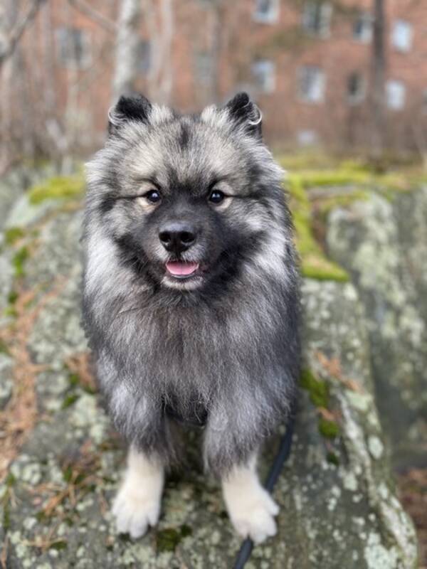Hund