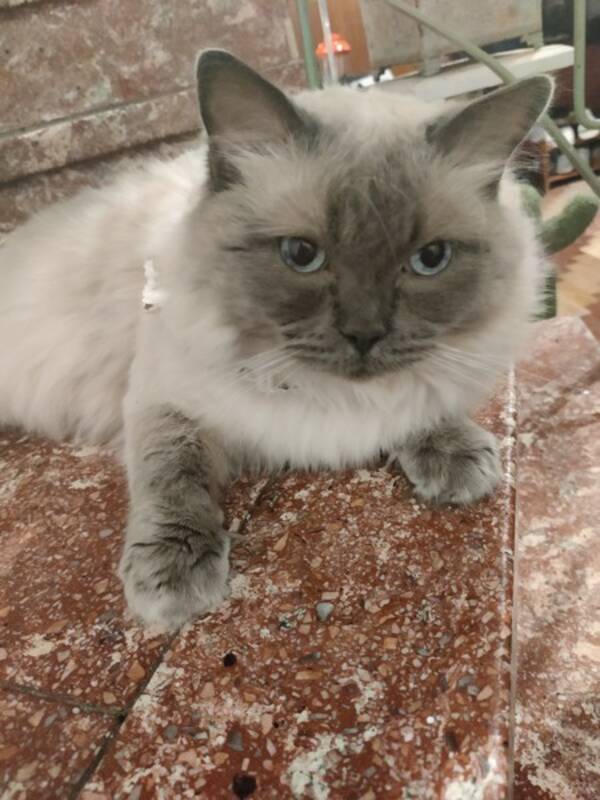 Katt - Orlando