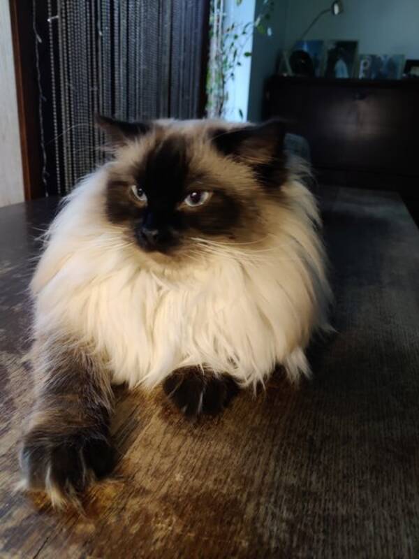 Katt - Se*Grächen Rolex
