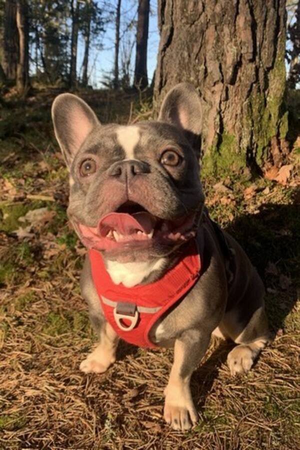 Hund - Fransk bulldogg - Blue