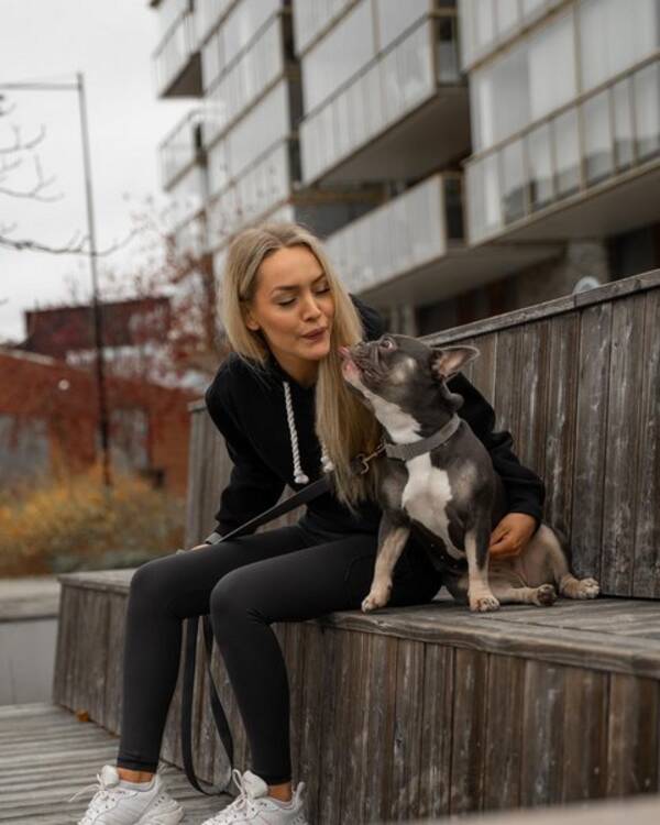 Hund - Fransk bulldogg - Blue