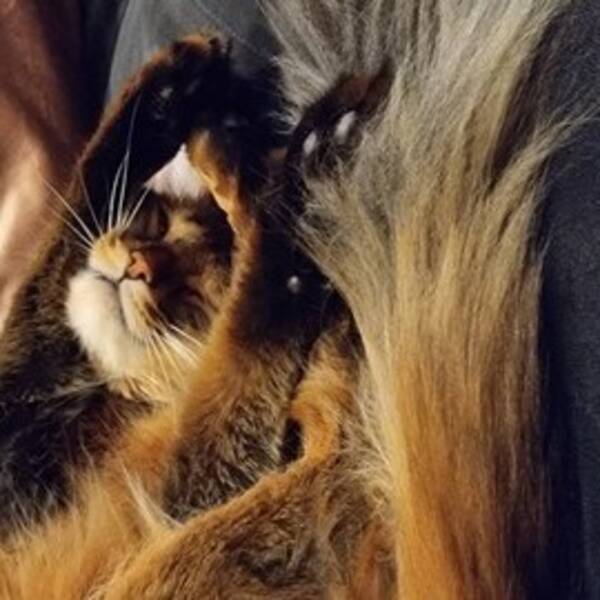 Katt - Fenya, rase somali