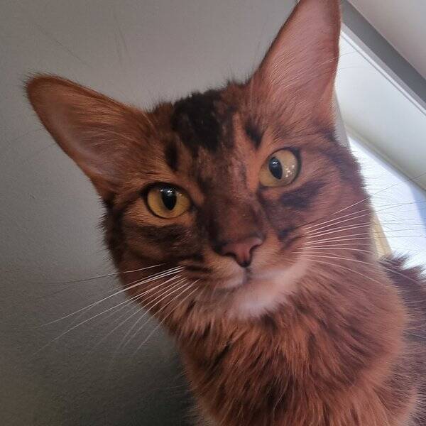 Katt - Fenya, rase somali