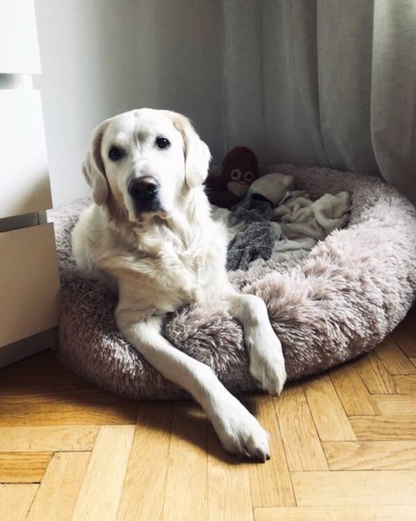 Hund - Golden Retriver