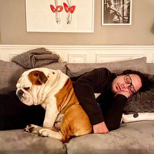 Hund - Chubbe, engelsk bulldogg 