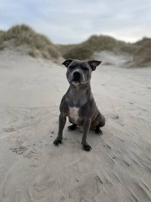 Hund - Staffen Marley