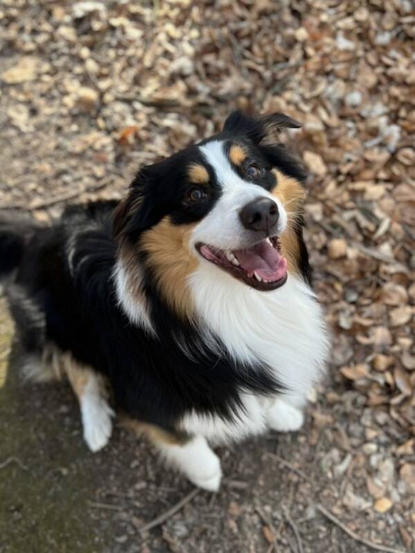 Hund - Aussie