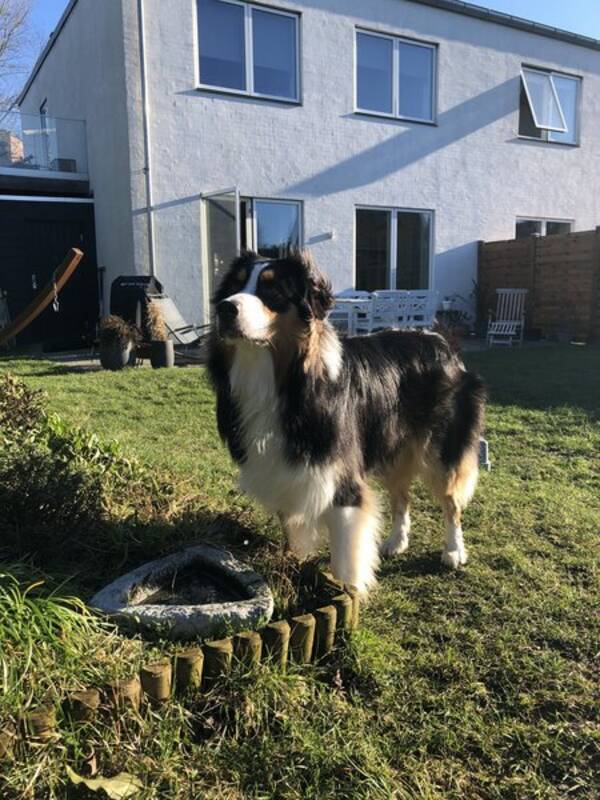 Hund - Aussie