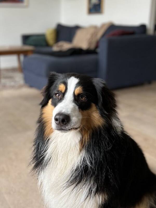 Hund - Aussie