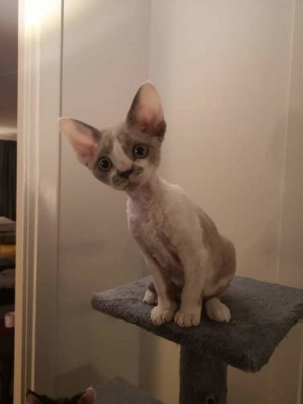 Katt - Devon Rex