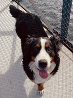 Berner Sennen Bella Berner Sennen Bella