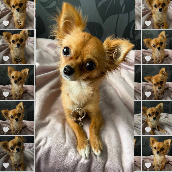 Hund - Chihuahuan Evee
