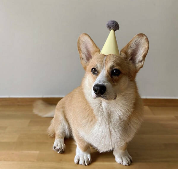 Hund - Welsh Corgi Pembroke