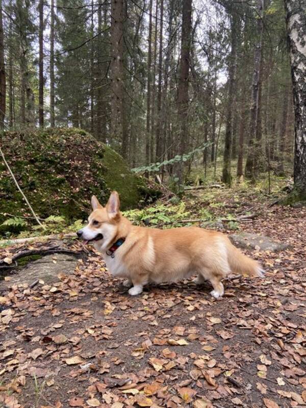 Hund - Welsh Corgi Pembroke