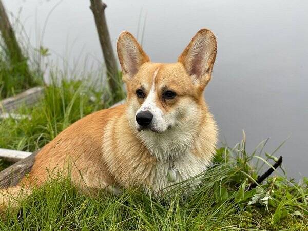 Hund - Welsh Corgi Pembroke