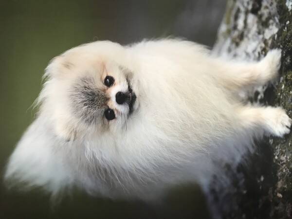 Hund - Pomeranian Dio & Zorro