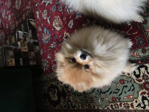 Hund - Pomeranian Dio & Zorro