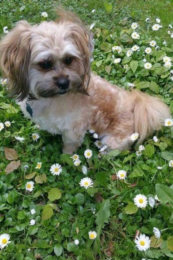 Hund