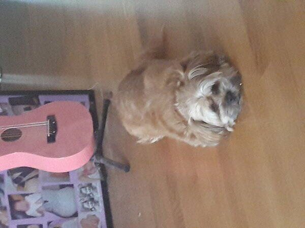 Hund