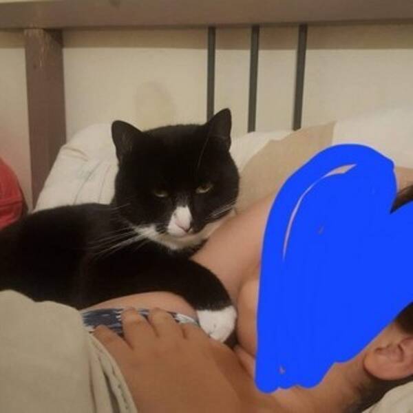 Katt - Coco, Klein och Figaro