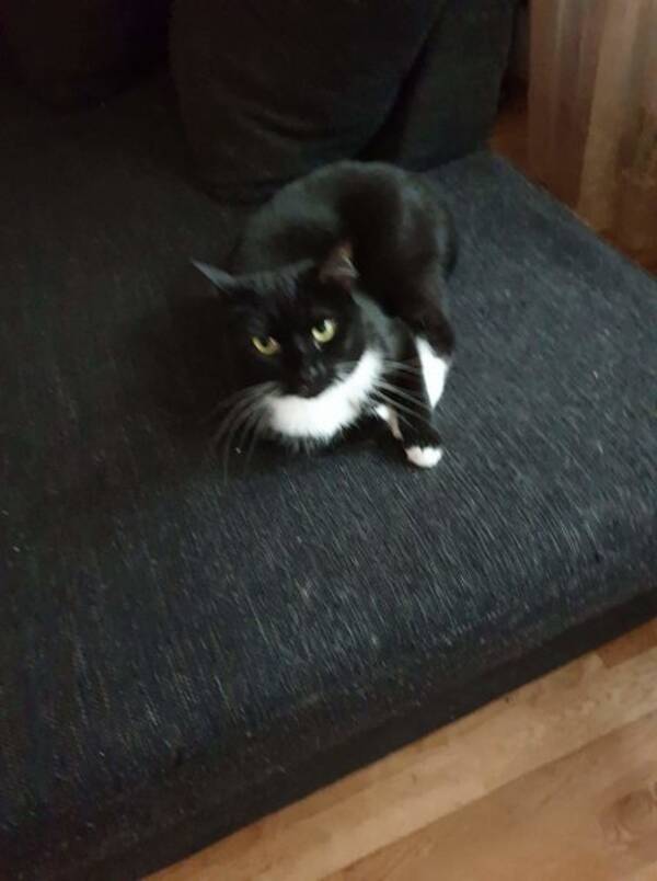 Katt - Coco, Klein och Figaro