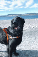 Flatcoated retriever  Flatcoated retriever