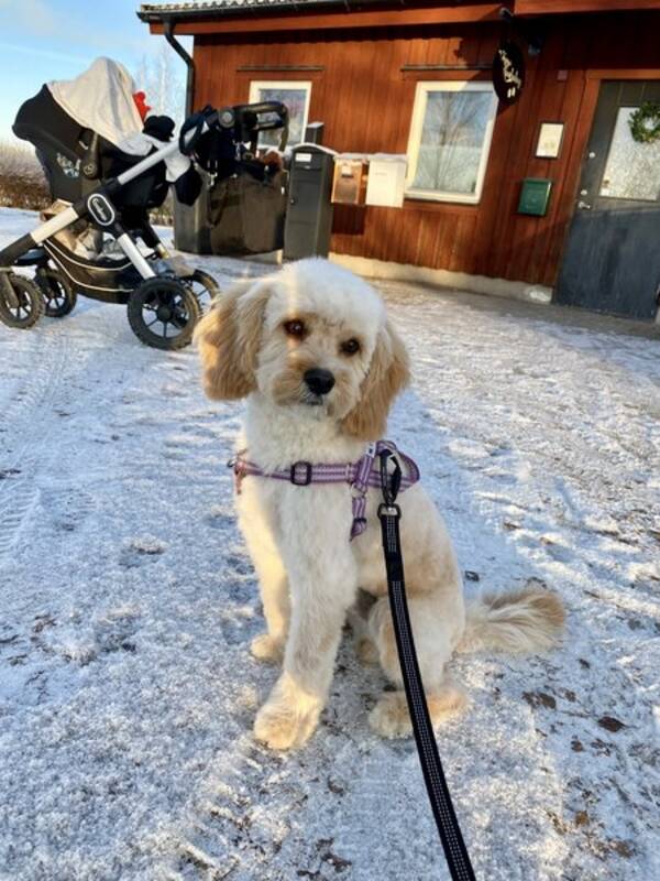 Hund - Cavapoo Karlsson