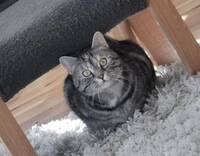 Katt