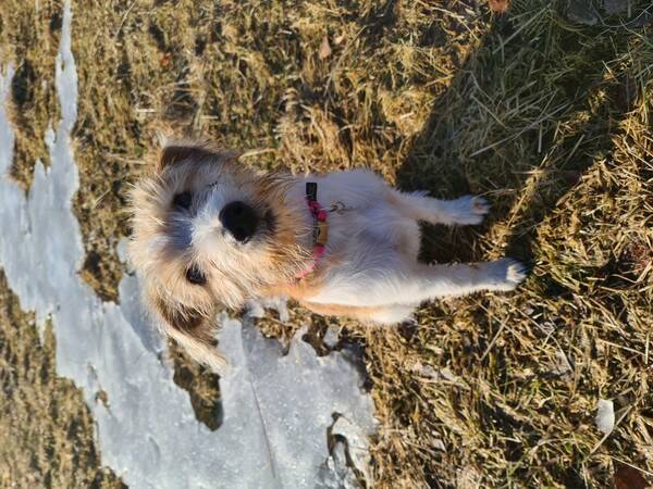 Hund - Kromfohrlnder