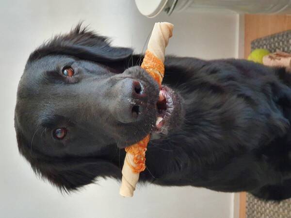 Hund - Flatcoated retrieverkillen Tezzo 