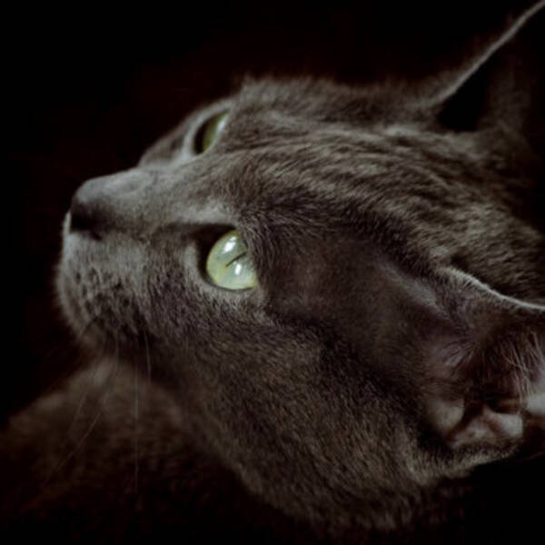 Katt - Katten Celeste