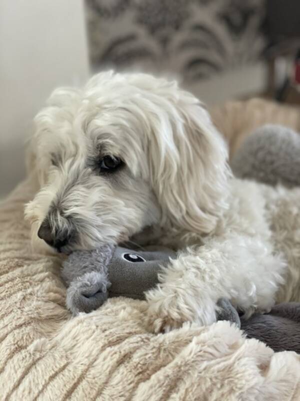Hund - Hugo 