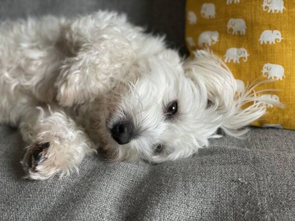 Hund - Hugo 