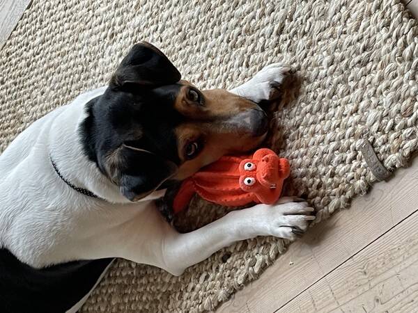 Hund - Sven