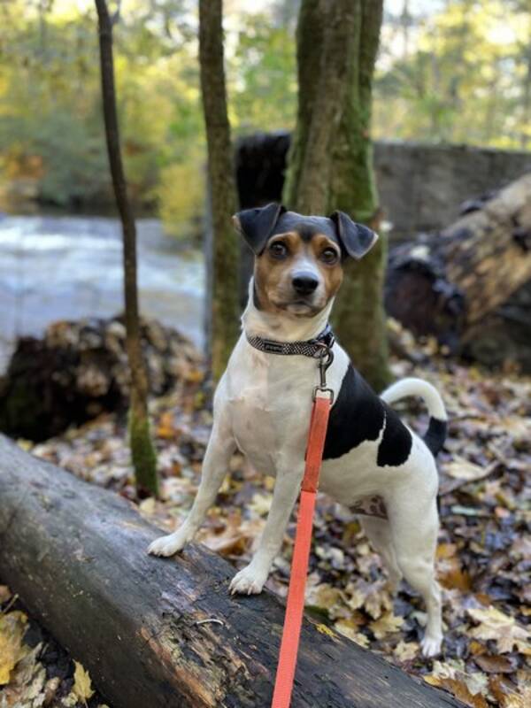 Hund - Sven