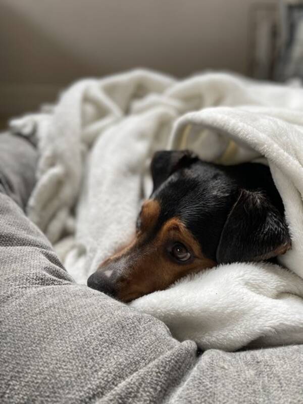 Hund - Sven