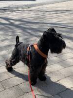 Hund