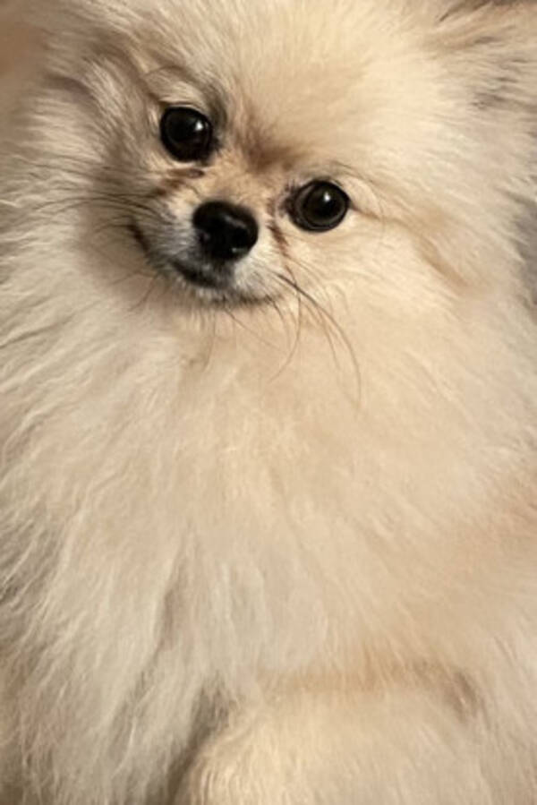 Hund - Pomeranian