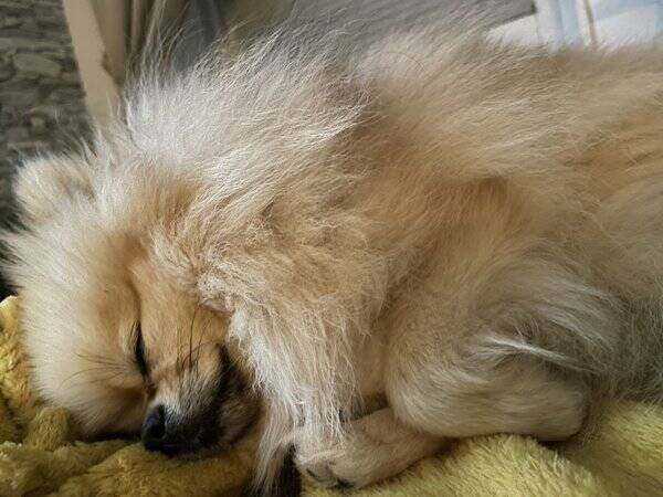 Hund - Pomeranian