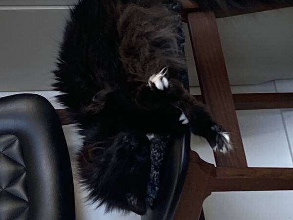 Katt - Katten Diesel